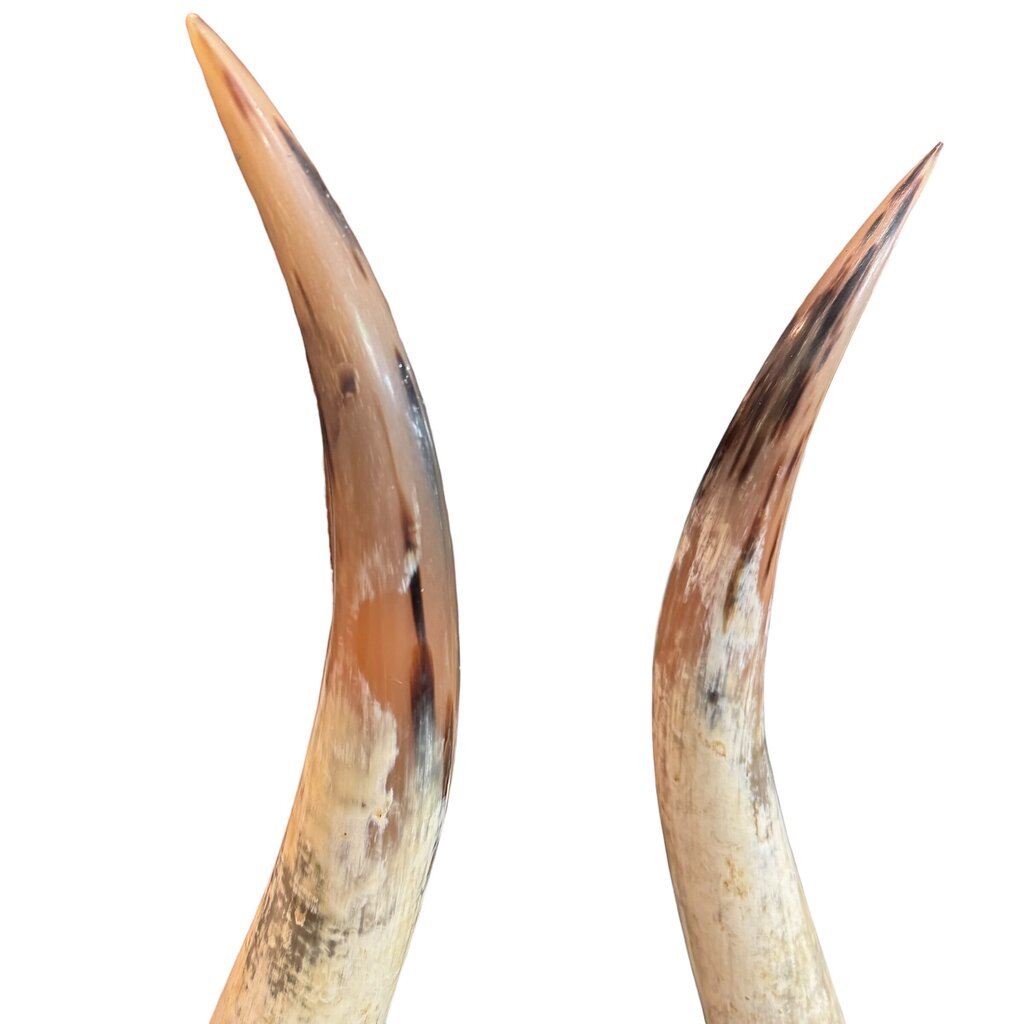 Pair of Large Vintage Steer Horns Mounted in Lucite Cube Bases 35' Tall