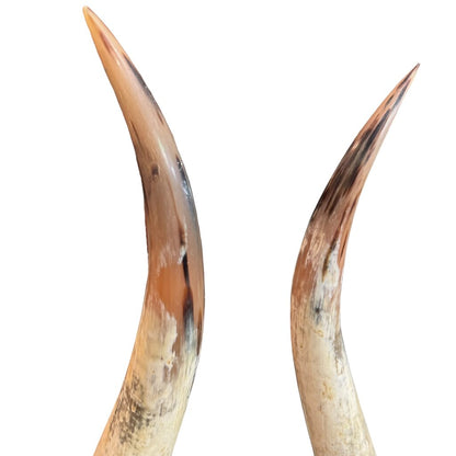 Pair of Large Vintage Steer Horns Mounted in Lucite Cube Bases 35' Tall