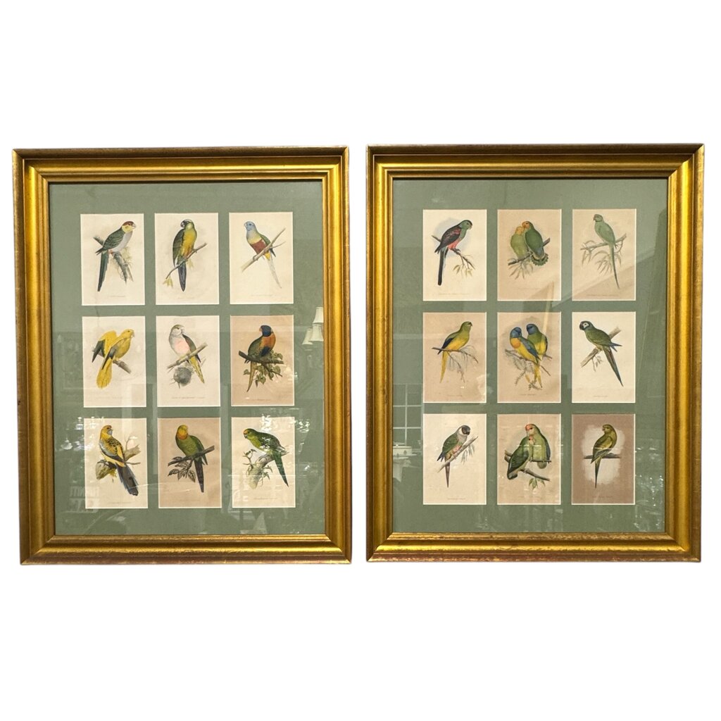 Pair of Vintage Audubon Parrot Hand-Colored Plate Block Prints, Matted Gold-Gilt Frames 32Lx2.5Wx40H