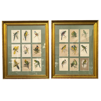 Pair of Vintage Audubon Parrot Hand-Colored Plate Block Prints, Matted Gold-Gilt Frames 32Lx2.5Wx40H