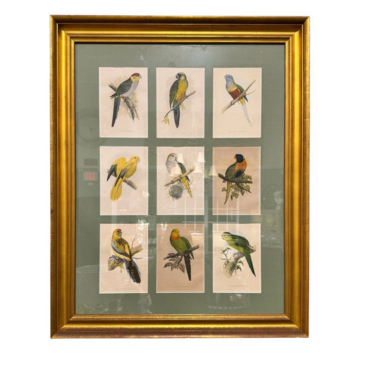 Pair of Vintage Audubon Parrot Hand-Colored Plate Block Prints, Matted Gold-Gilt Frames 32Lx2.5Wx40H
