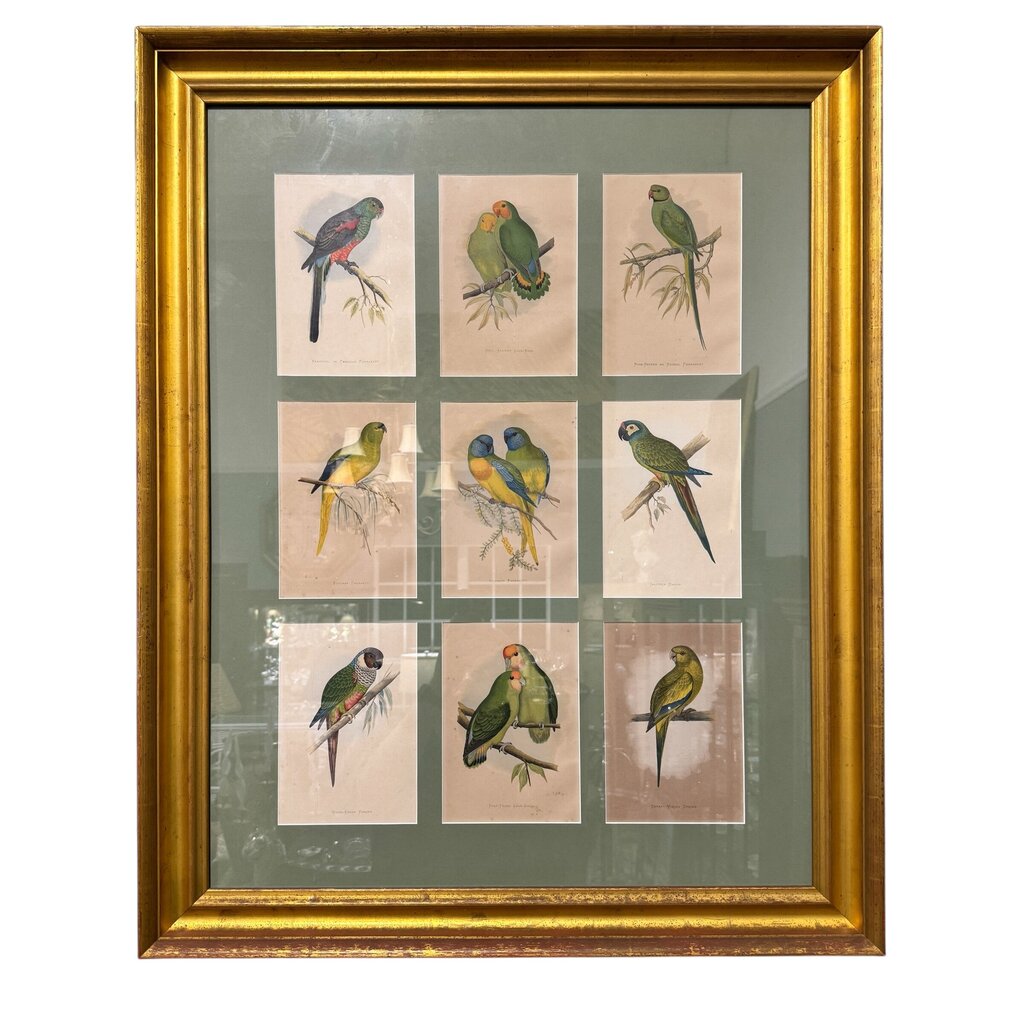 Pair of Vintage Audubon Parrot Hand-Colored Plate Block Prints, Matted Gold-Gilt Frames 32Lx2.5Wx40H