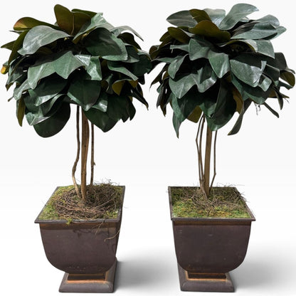Pair of Uttermost Faux Magnolia Topiaries in Metal Planters 12Lx12Wx24H